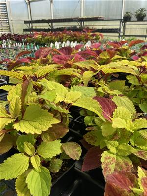 FFA plant sale is hosted the first week of October each year and the first two and a half weeks of April each year. 