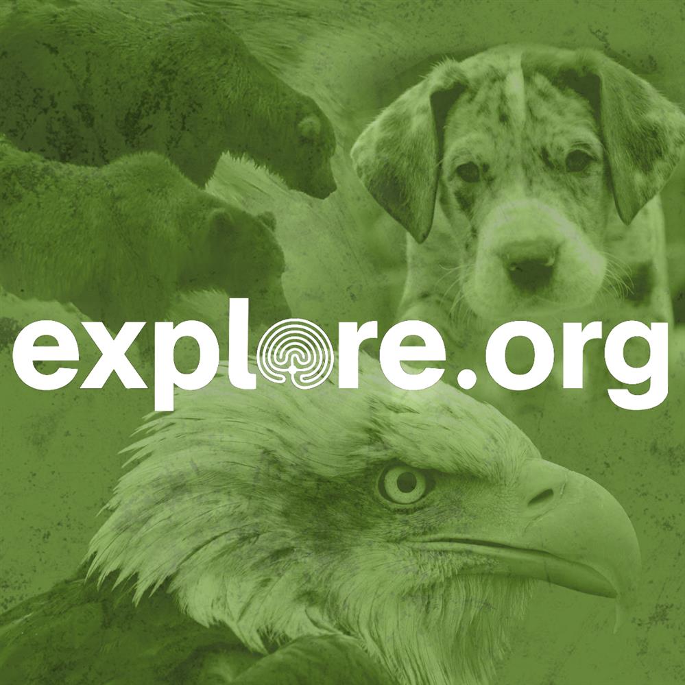 Watch thousands of live animal webcams.