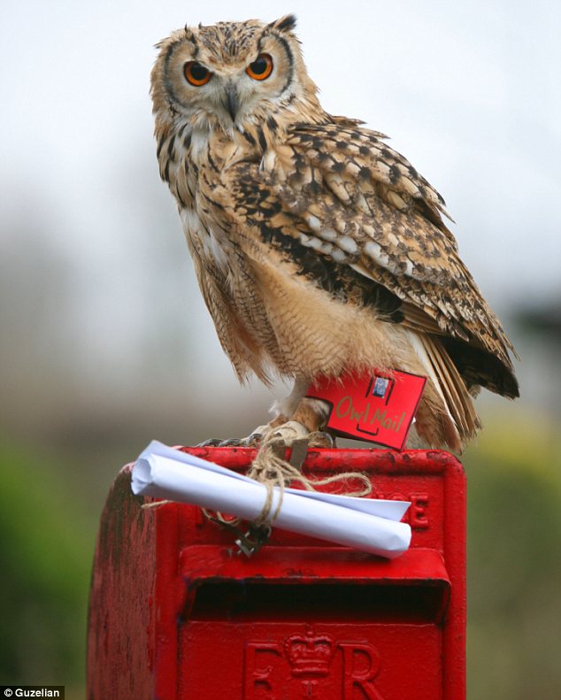 Hedwig with letter