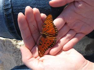butterfly 